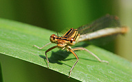 Blue Featherleg (Female, Platycnemis pennipes)